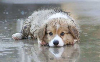 How to do Pet care in monsoons, Article from MARS, Dr. Kallahalli Umesh, Mars india, Pet Care