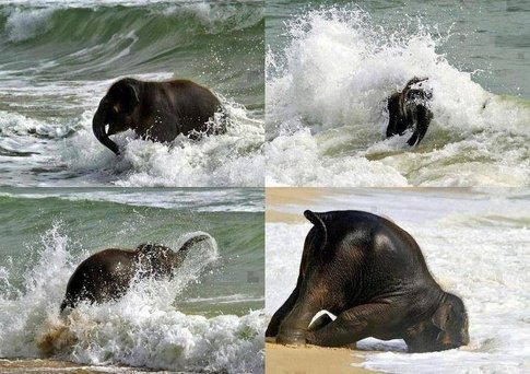 Baby elephant's reaction when taken to the beach for the first time
