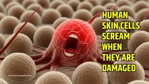 human-skin-cells-scream-when-they-are-damaged